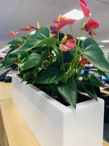 Corporate plants and flora